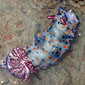 nudibranch
