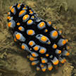 nudibranch