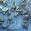 blue sponge