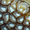 hard coral