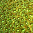 hard coral