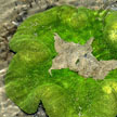 sea anemone