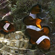 clown anemonefishes