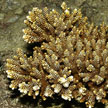 hard coral