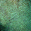 hard coral