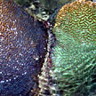 colourful hard corals on Kusu Island