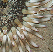 sea anemone