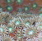 close up of hard coral polyps