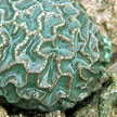 hard corals on the shore