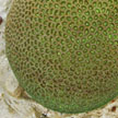 hard coral