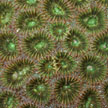 hard coral