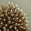 staghorn coral