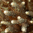 staghorn coral