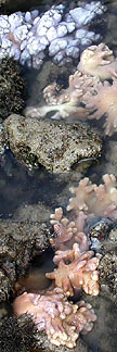 soft corals on Lazarus Island