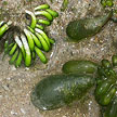 seaweeds