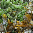 seaweeds