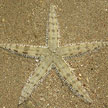 common sea star (not so common anymore)