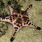 knobbly sea star