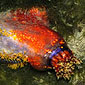 sea apple: a sea cucumber
