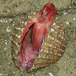cockle shell