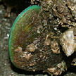 green mussel