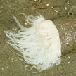 peacock anemone