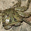 climbing crab