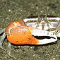 fiddler crab