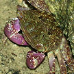 purple climber crab