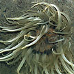 sea anemone