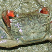 climbing crab