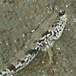 mudskipper
