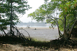 view of the mangroves of seletar