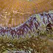 sea anemone