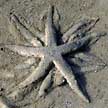 sea stars mating