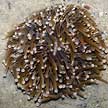 mushroom coral