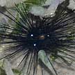 sea urchin