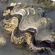 giant clam