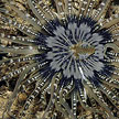 sea anemone