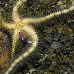 brittle star