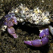 purple climber crab