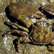 porcelain crab