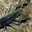 snapping shrimp