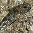 mudskipper