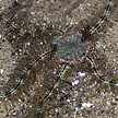 brittle star