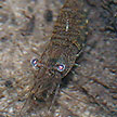 shrimps