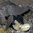 snail laying eggs