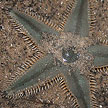sand star