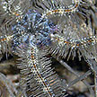 brittle star