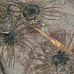 sea anemones